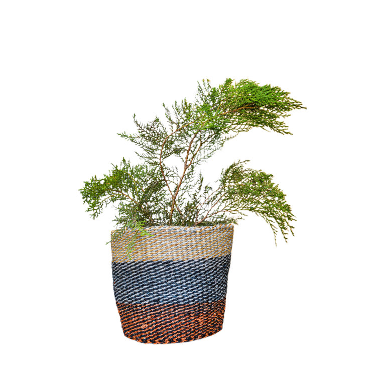 Bayou Breeze Fiber Storage Bin Wayfair